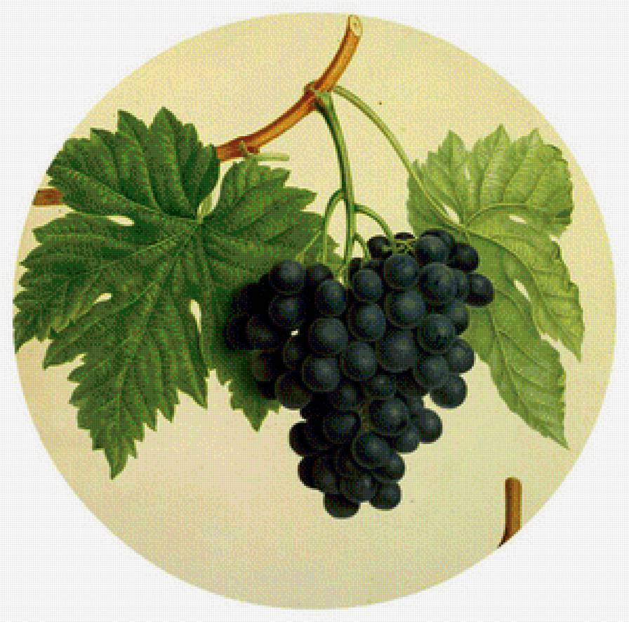 Виноградная гроздь - вышивка крестом - предпросмотр