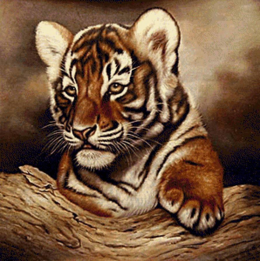 тигренок - тигры, животные - предпросмотр