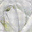 Предпросмотр схемы вышивки «кремовые розы» (№1183346)
