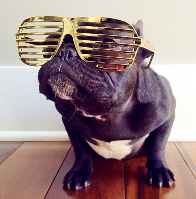 Хипстерский мопс - pug, puglife, hipster - оригинал