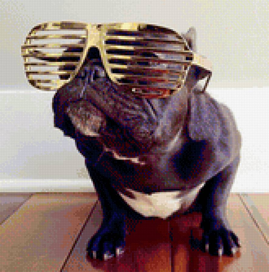 Хипстерский мопс - hipster, pug, puglife - предпросмотр