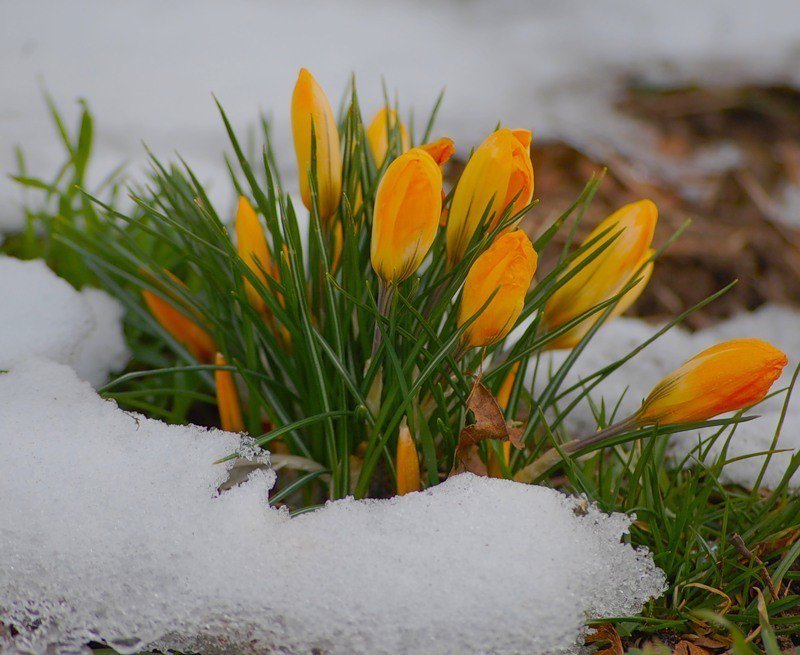 цветы - оригинал