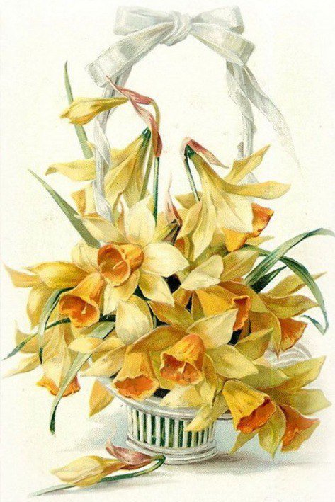 нарциссы - цветы - оригинал