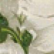 Предпросмотр схемы вышивки «белые цветы» (№1184601)