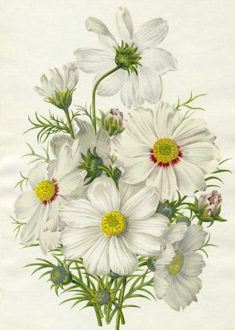 белые цветы - цветы, красота - оригинал