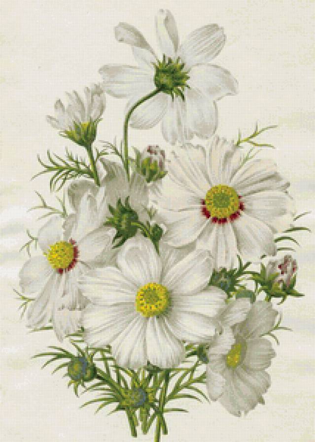 белые цветы - цветы, красота - предпросмотр