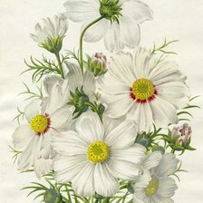 Оригинал схемы вышивки «белые цветы» (№1184601)