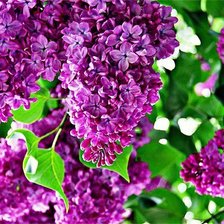 Схема вышивки «№1184952»