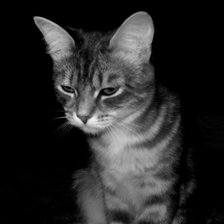 Схема вышивки «котик»