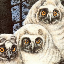 Схема вышивки «Совушки»