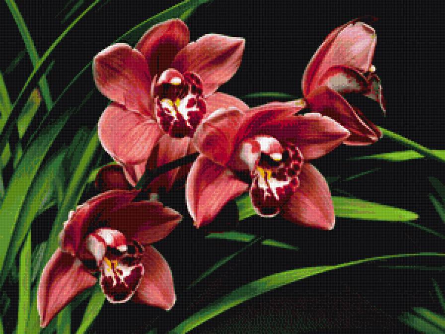 орхидеи - орхидеи, экзотика, букет, цветы - предпросмотр