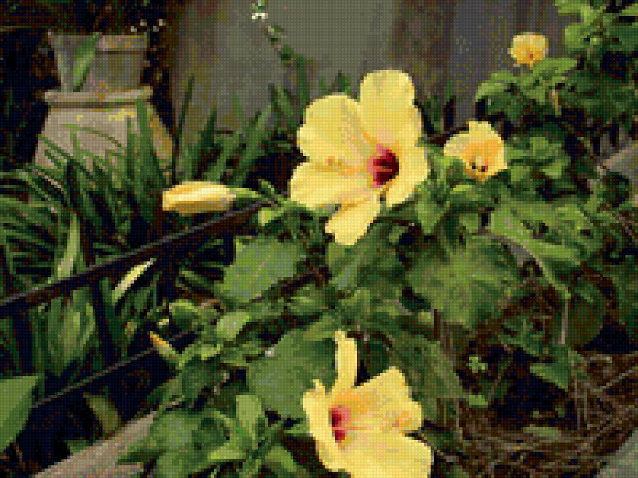 гибискус - предпросмотр