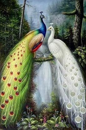 павлины - оригинал