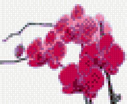 орхидея - цветок - предпросмотр