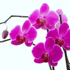 Схема вышивки «орхидея»