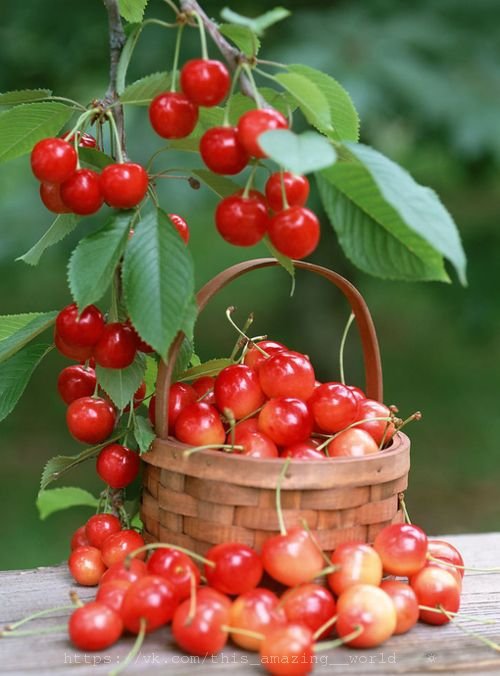 черешня - корзинка, фрукты - оригинал