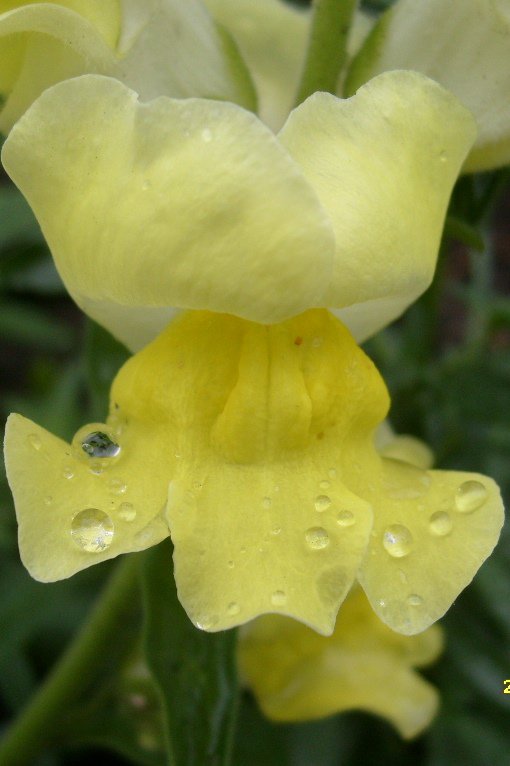 львиный зев - капли, после дождя, цветок - оригинал