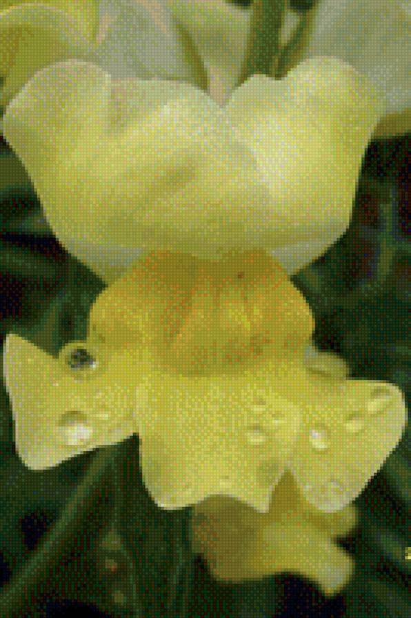 львиный зев - капли, цветок, после дождя - предпросмотр