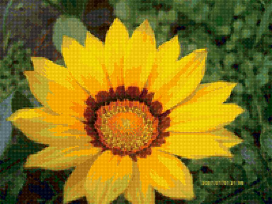 газания - подсолнух, цветок, ромашка - предпросмотр