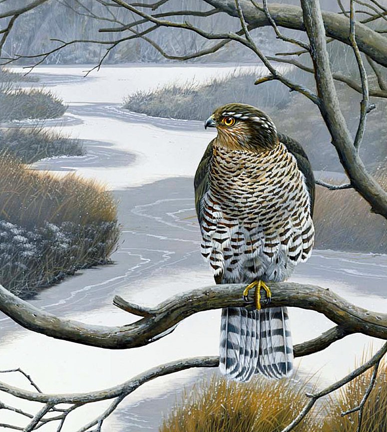 Ястреб - птицы, пейзаж - оригинал