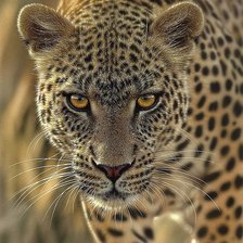 Схема вышивки «взгляд»