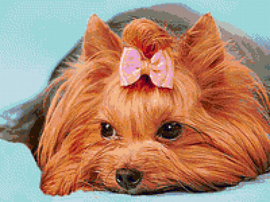 Йорк - собачка - предпросмотр