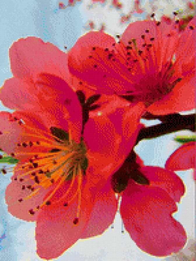 персик в цвету - цветы, персик, природа - предпросмотр