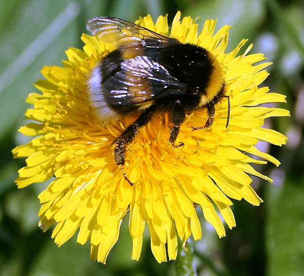 пчёлка на одуванчике - лето, цветы желтый, одуванчик, насекомые, пчела - оригинал
