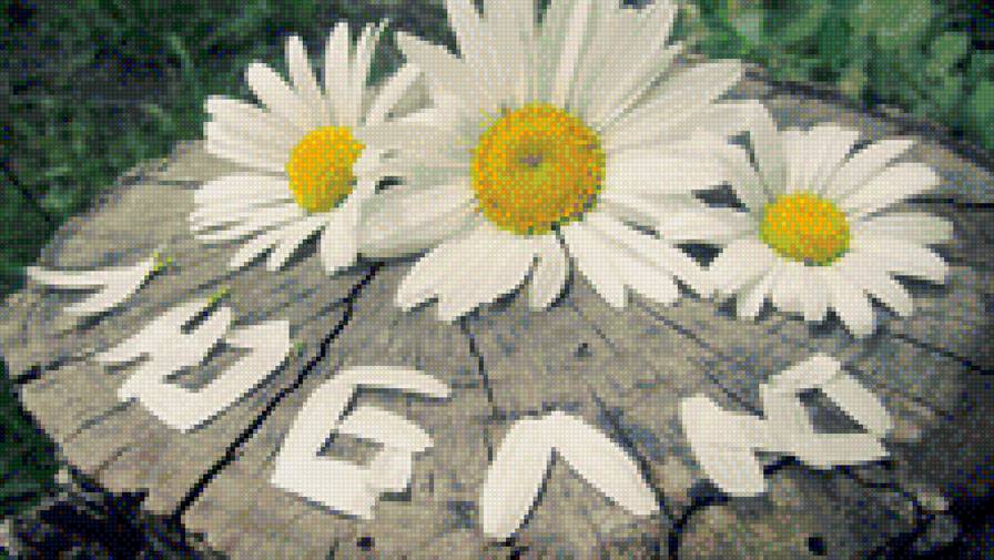 Ромашки - цветы, ромашки, любовь - предпросмотр