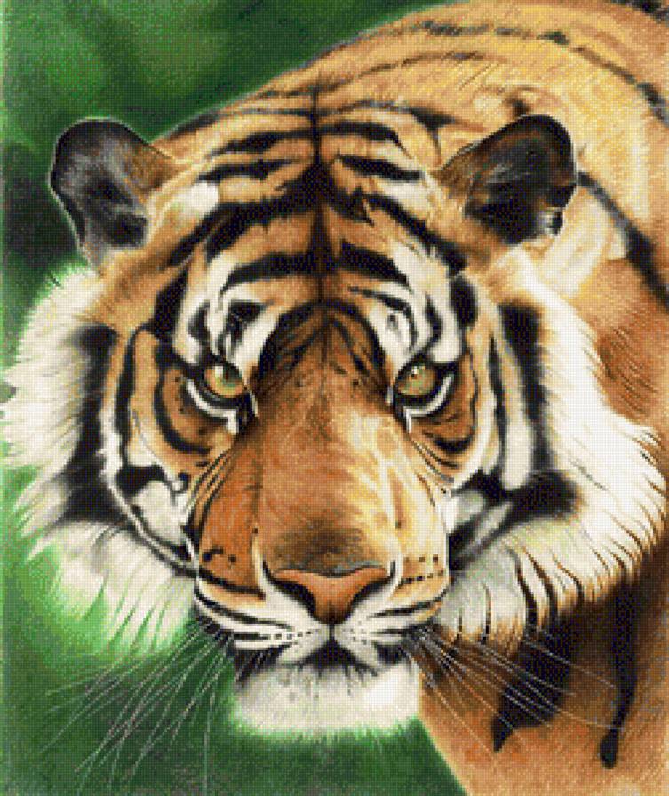 Тигр - дикие кошки, животные - предпросмотр