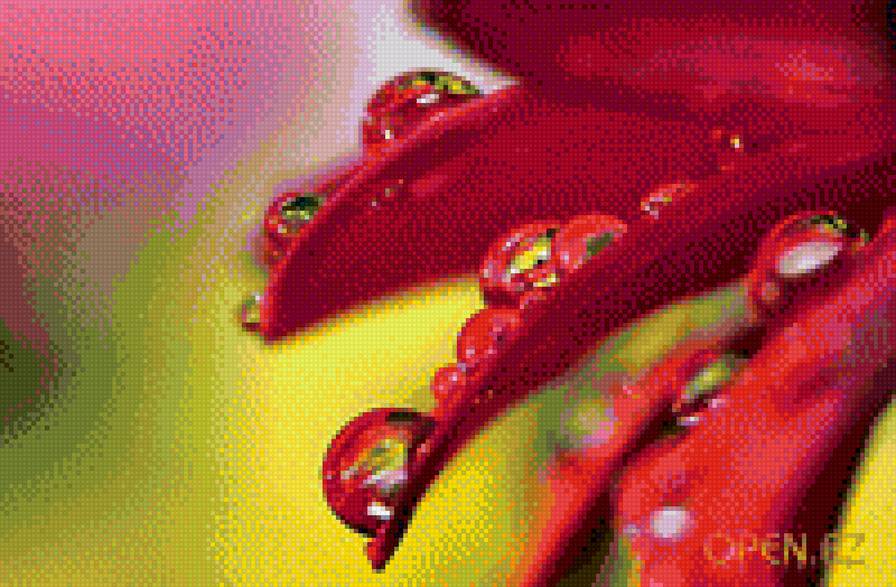 роса - роса - предпросмотр