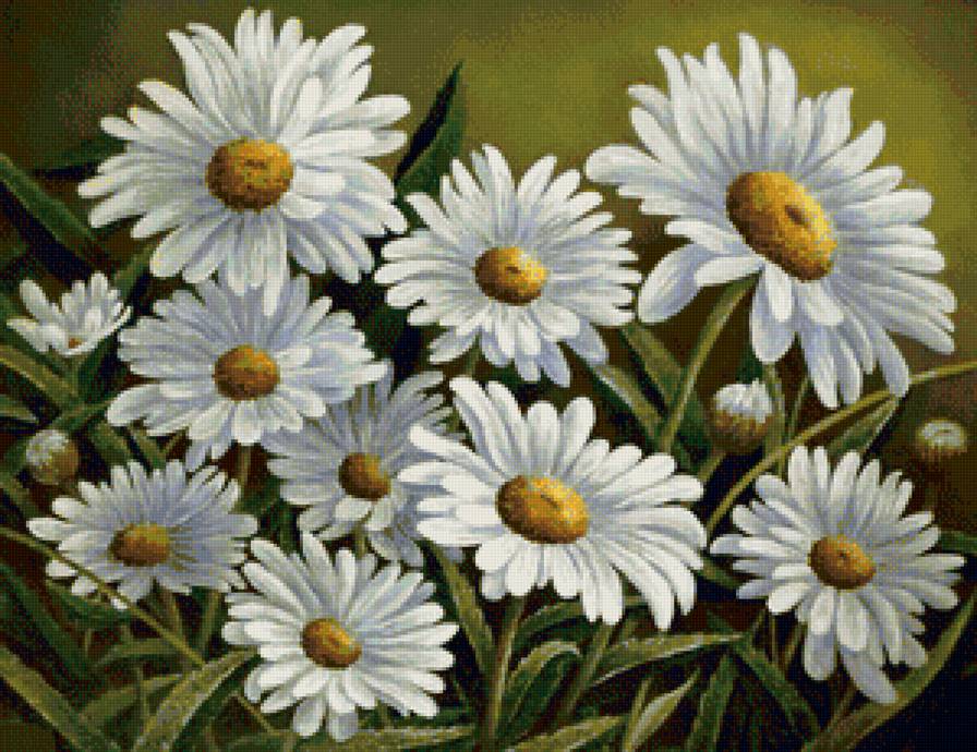 ромашки - цветы, ромашки - предпросмотр