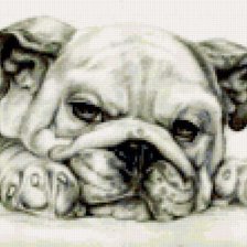 Патя модера