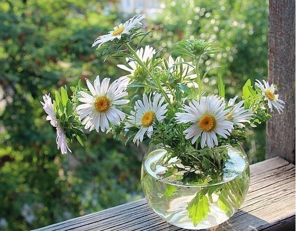 ромашки - оригинал