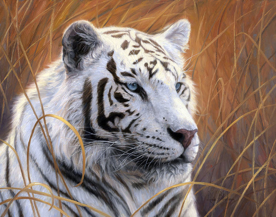 тигр - животные, тигры, звери - оригинал