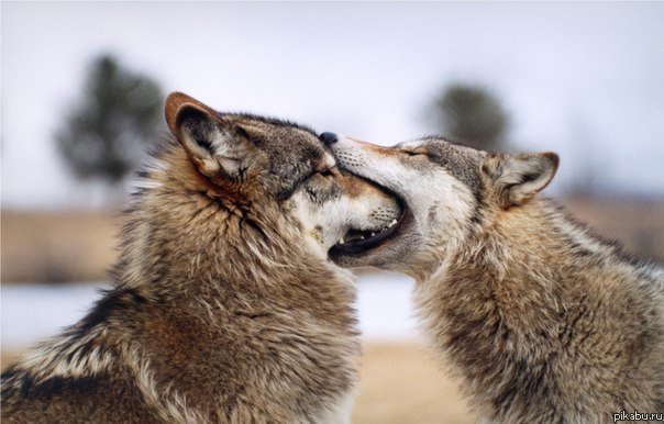 Волки - пара, волки, зима, поцелуй - оригинал