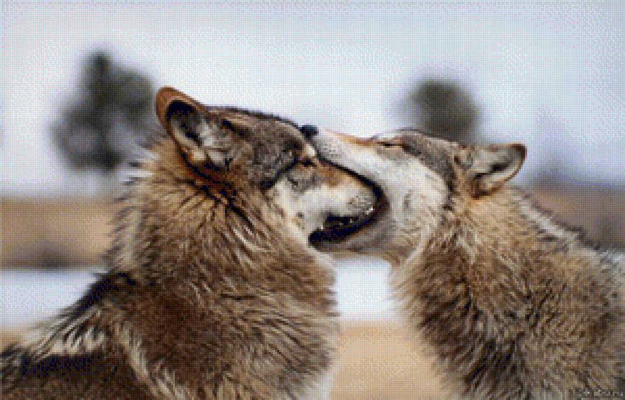 Волки - волки, пара, зима, поцелуй - предпросмотр