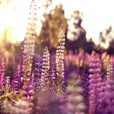 Схема вышивки «Люпины»