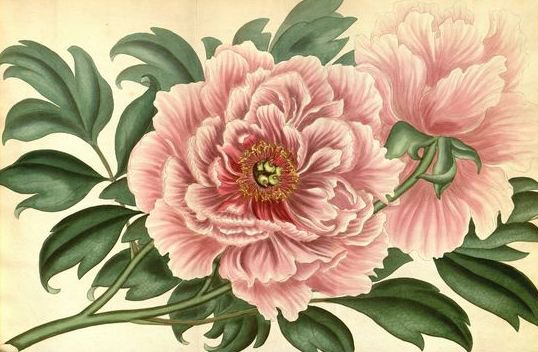 пионы - красота, цветы, пионы - оригинал