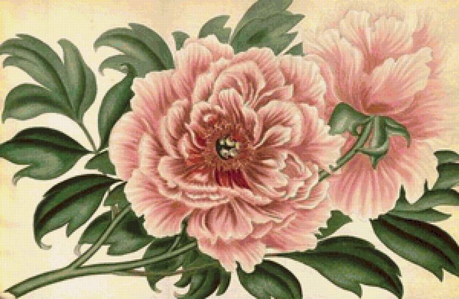 пионы - цветы, красота, пионы - предпросмотр