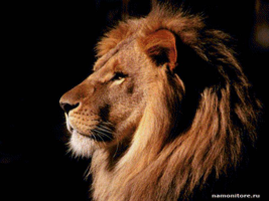 Само совершенство - лев, хищник, большая кошка, грация - предпросмотр
