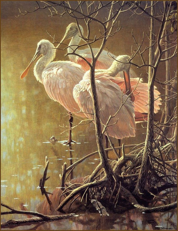 цапли - цапли, птицы, природа, вода - оригинал