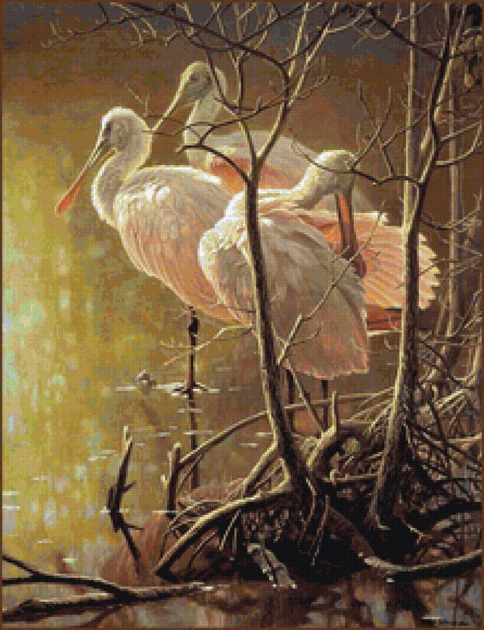 цапли - вода, природа, цапли, птицы - предпросмотр