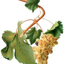 Оригинал схемы вышивки «виноград» (№1192867)