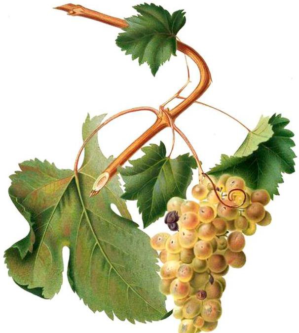 виноград - фрукты, виноград - оригинал