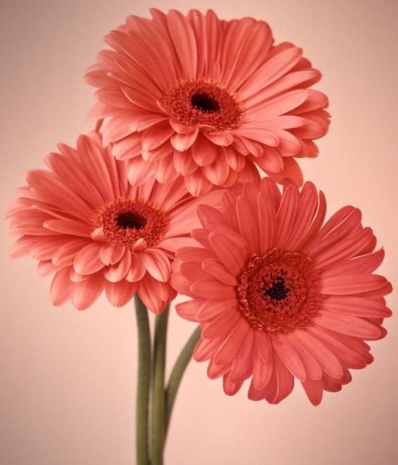 Герберы - цветы - оригинал