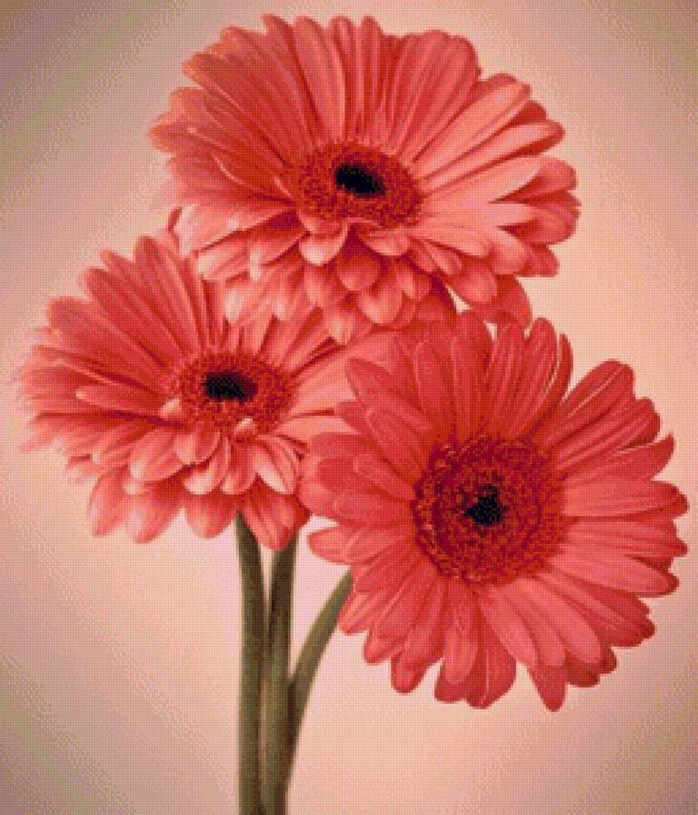 Герберы - цветы - предпросмотр