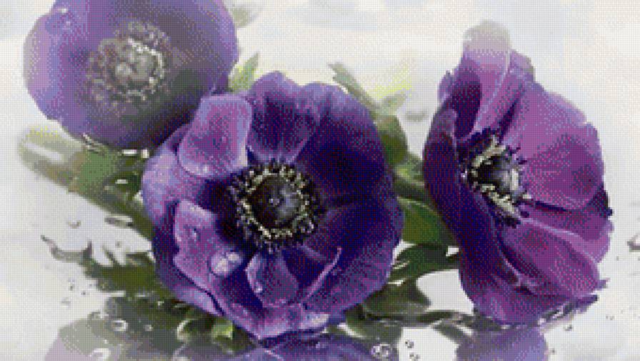 Маки голубые - голубые цветы, маки - предпросмотр