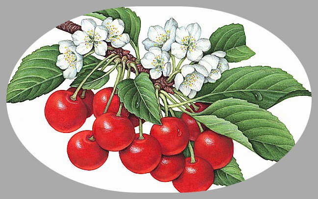 Ветка вишни - вышивка крестом - оригинал