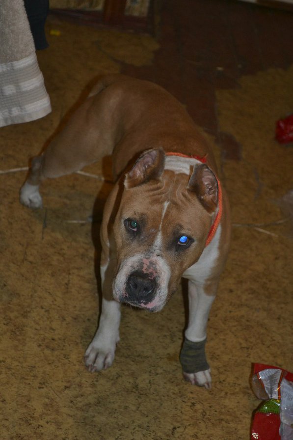 стаффордширский терьер - оригинал